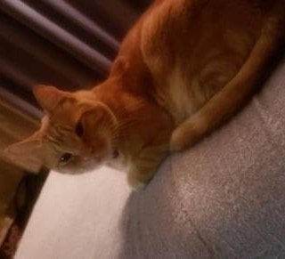 Monrovia Lost Cat:
Last seen Saturday morning 11/9/19 at 7 a.m. At the corner of Foothill +Ivy. 
Kirby/Embree is neutered, microchipped and was wearing a collar with a bell.

Please call/text if you have any information or may have seen him. You can 