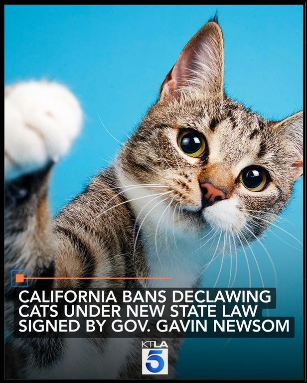 We have been fighting for this for a long time ❤🐱