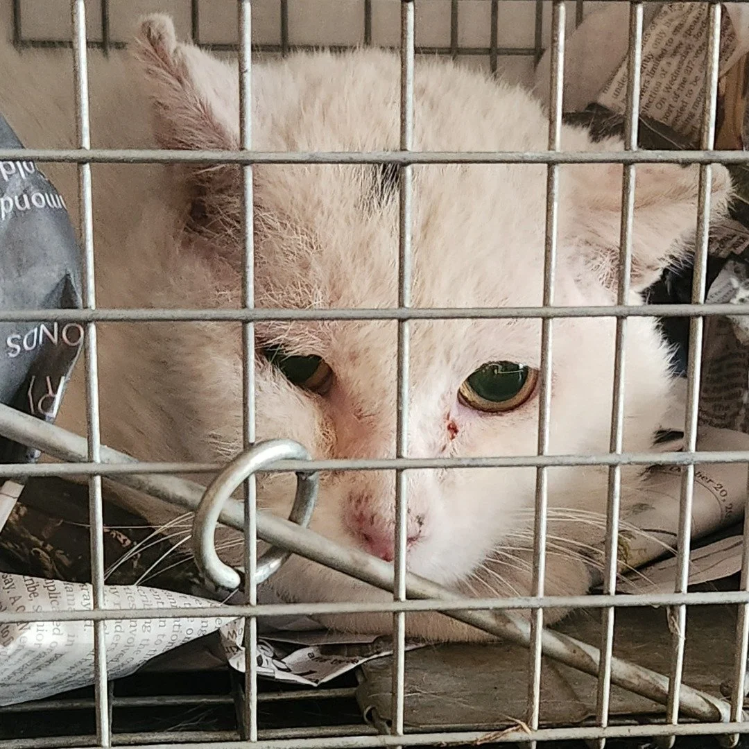 After 2 years of  intermittent visits, nextdoor tracking him all over 10 blocks and few sightings... I've of our volunteers locked him in her garage and waited him out with several traps and a drop trap. On day 3, after rebaiting the traps, he came d