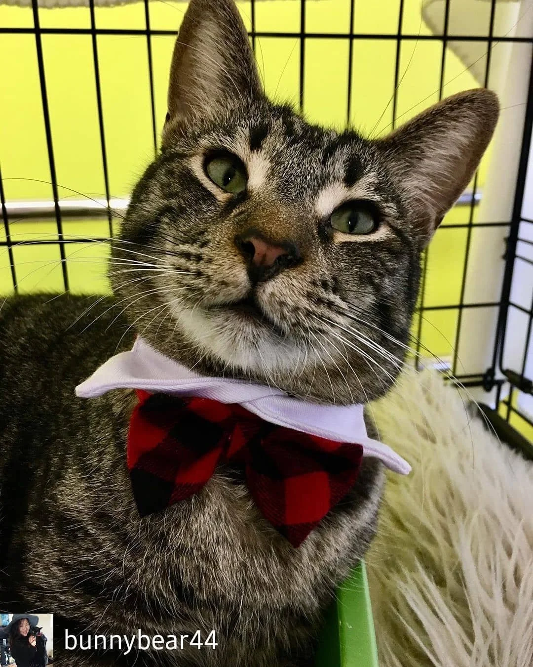 Meet the bachelors!!!! From left to right, Elliott, Pumpkin, Blake, and Kink ❤️❤️❤️ they&rsquo;re looking for their furrever family. Will they win your heart for Christmas???? - #regrann  Reposted from @bunnybear44 (@get_regrann)

Available for adopt