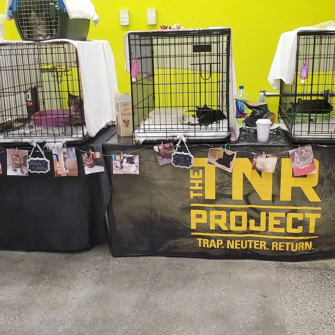 Adoptions today from 2-5pm at #unleashedpetcoMonrovia! Come see all are wonderful Street kitties who are looking for Holiday Homes. Adoption donations are $100 for one or a pair. All kitties come with vaccinations, microchips, combo test, spay or neu