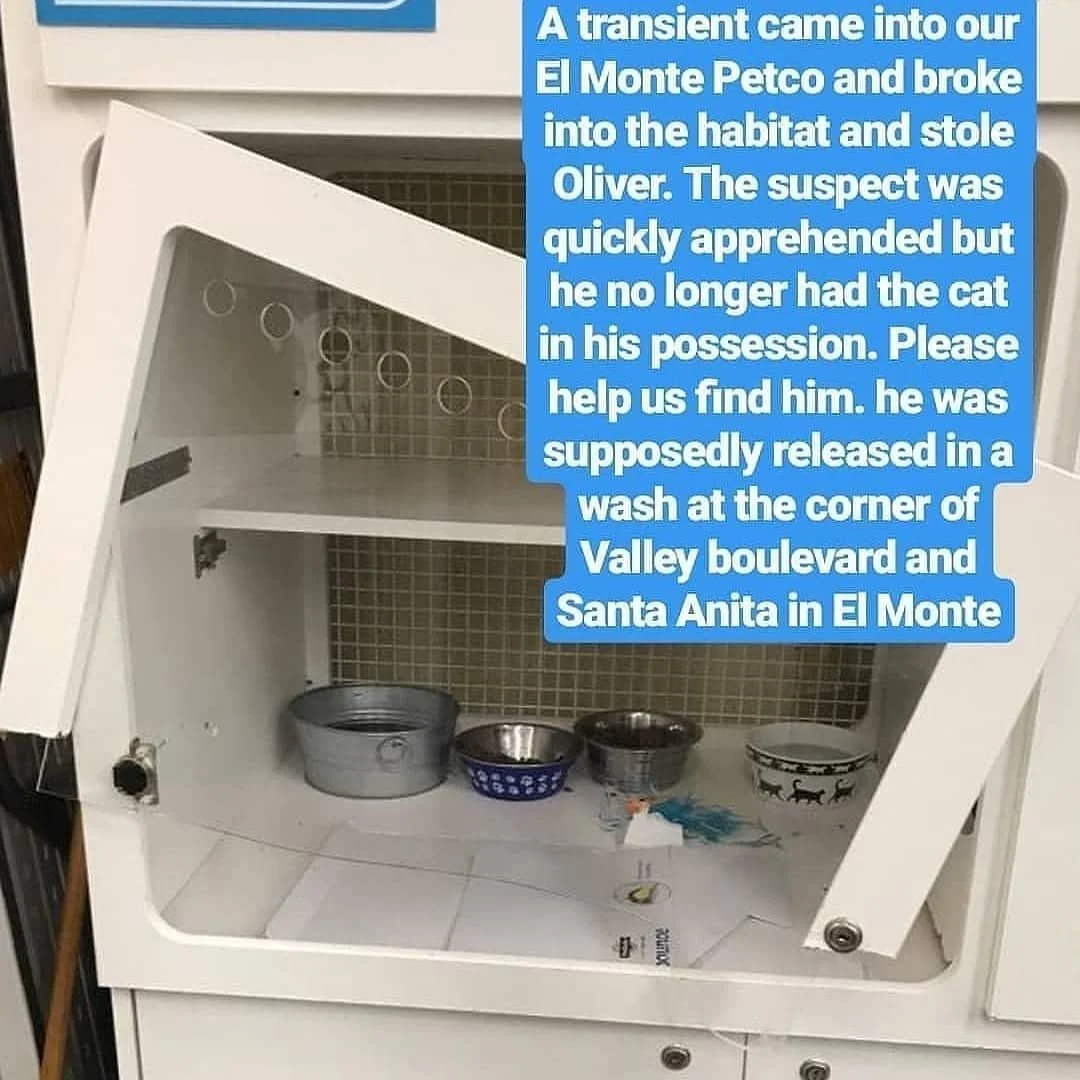 Please help @sgvaa and @purringwhiskers find Oliver who was STOLEN this morning from El Monte PETCO!! Please share + post far and wide and contact immediately if he is seen. Thank you for any and all help!

#helpfindoliver #stolenkittenelmonte #petco