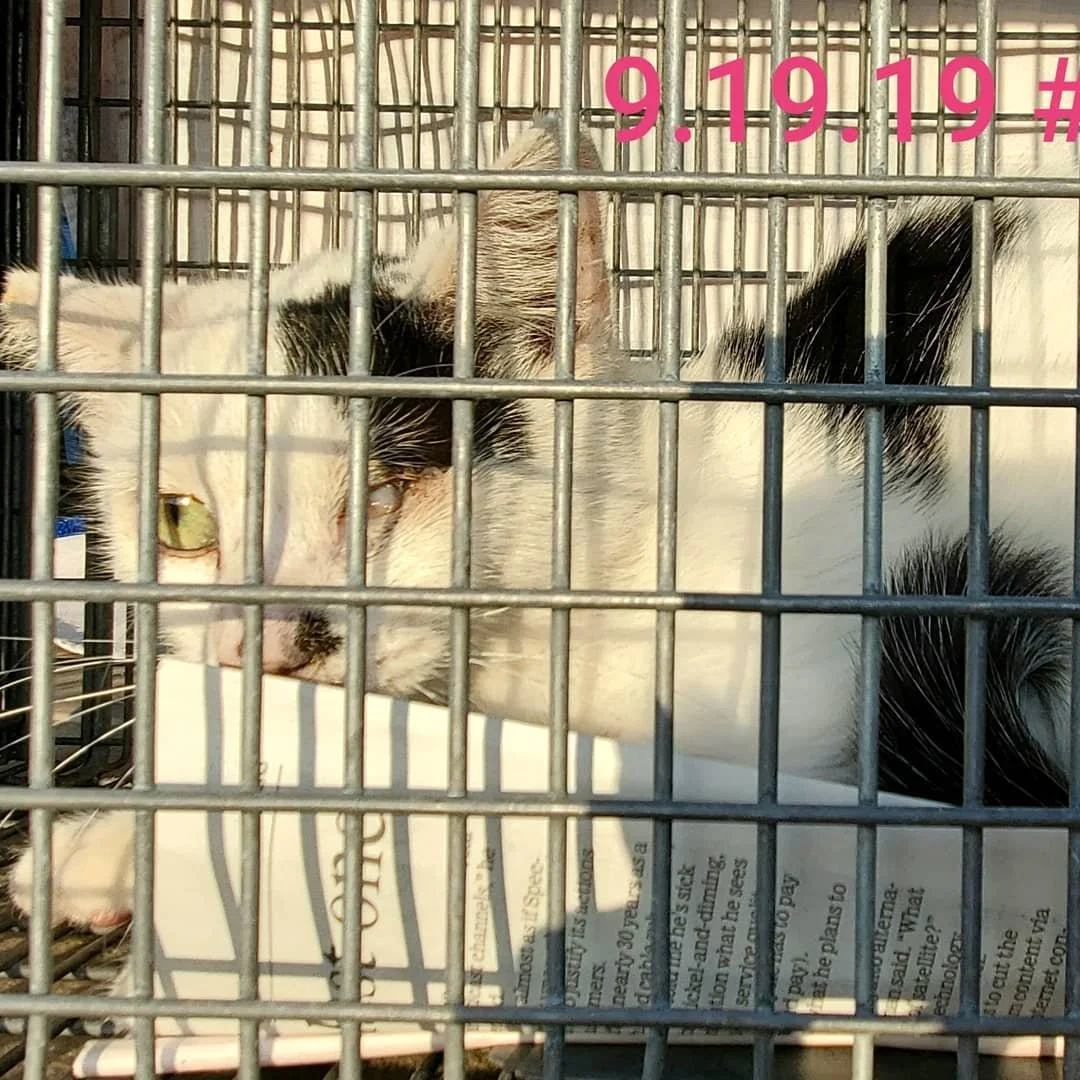 Congratulations to every team member who volunteers their time and dedicates hours to #helpstreetcats! With your #selflessacts and #dedication you are #makingafifference in the #sangabrielvalley! In 2019, with our vanpool and help from #straypaws and