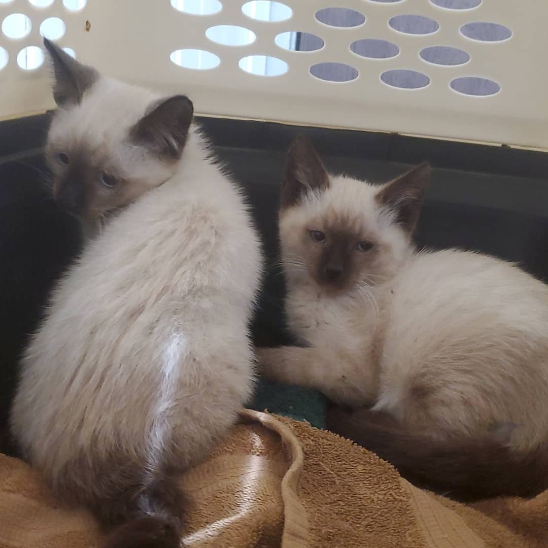 Coming Soon!! Meet Bailey +Kahlua! These 2 were trapped a few days ago at a colony that was finished in #pomona and were neutered yesterday. A little hissy last night understandably, they have been hands on all day today with one of our volunteer tra