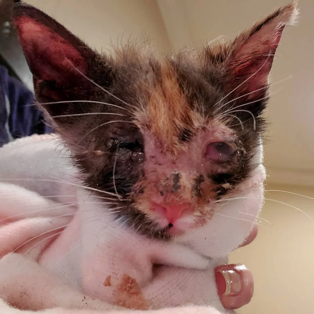Meet Blossom! This is one of our dire cases at the moment. She was left by a mom (who had since been TNR'd) in #elmonte when we got a call from animal control. She had ringworm, an empty belly, upper respiratory, a reabsorping right eye and an almost