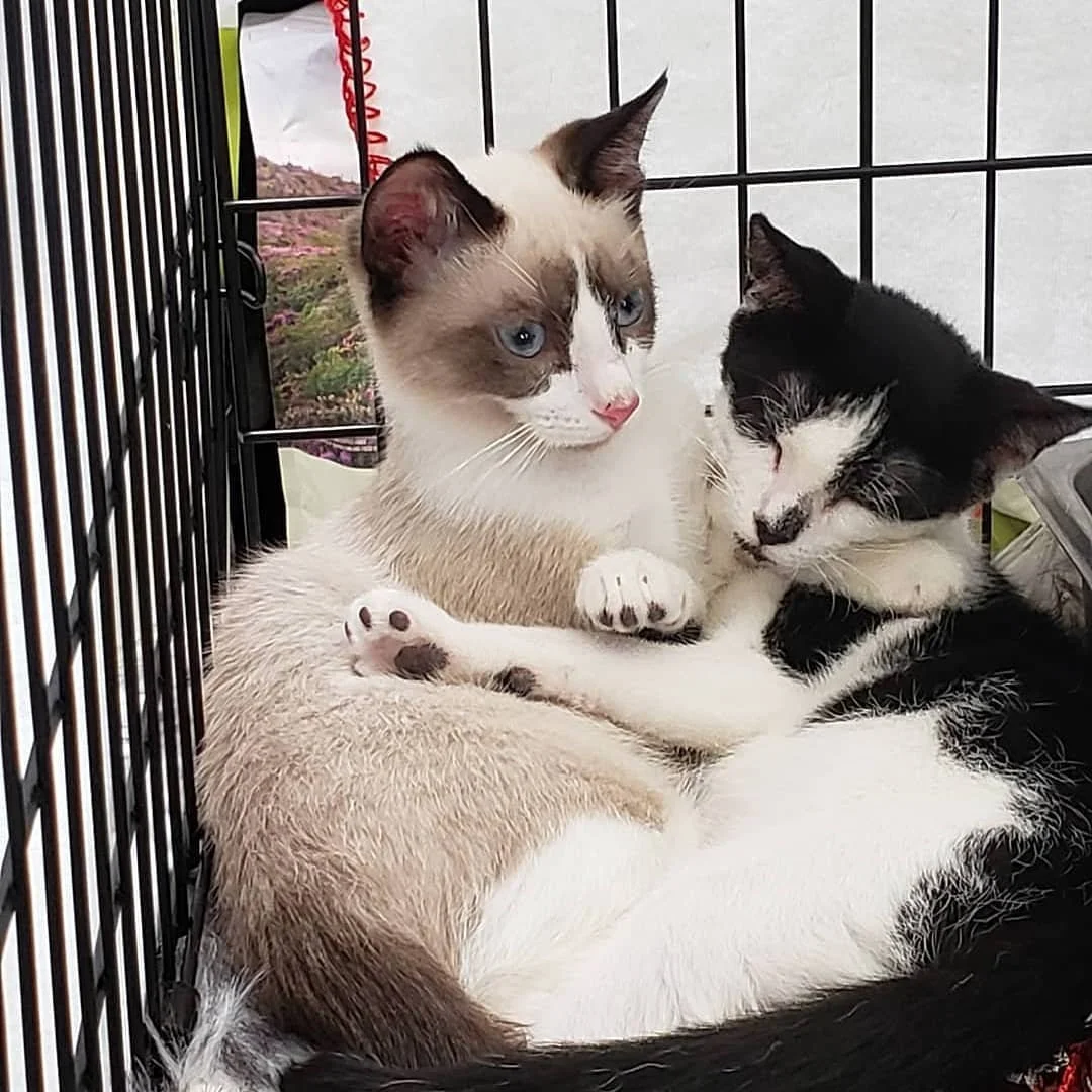 Reposted from @safaricat61 (@get_regrann) -  This is Harlequin and her sister Masquerade they are 3 1/2  months old .If your interested in us  Come see us at adoptions at Petco Unleashed in Monrovia Saturdays from 2-5 . (The TNR Project ) We saved th