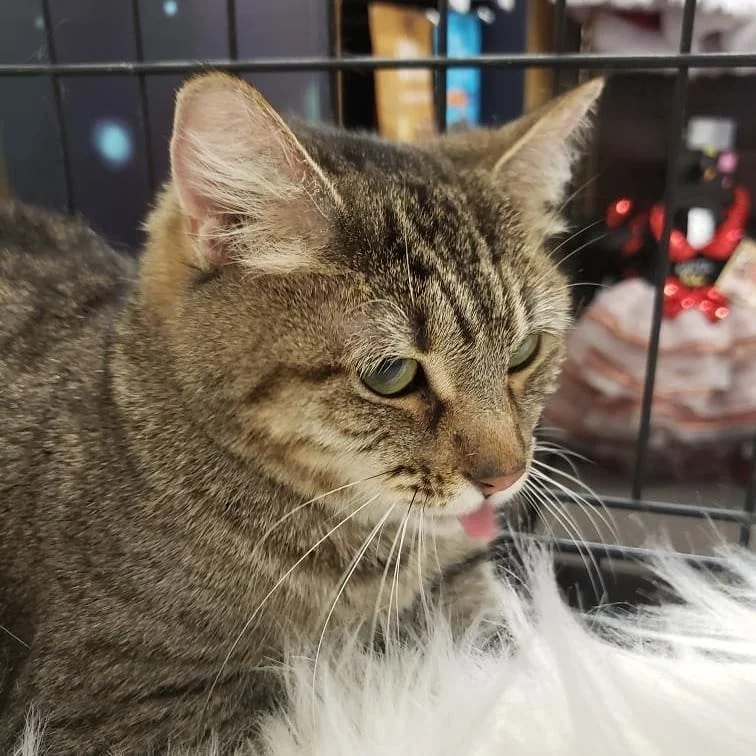 Lena was born on the streets of Baldwin Park and was rescued by her foster who volunteers with The TNR Project to end breeding on the streets. Lena was starving. She was alone, untrusting, cold and hanging out under a dumpster trying to find scraps t