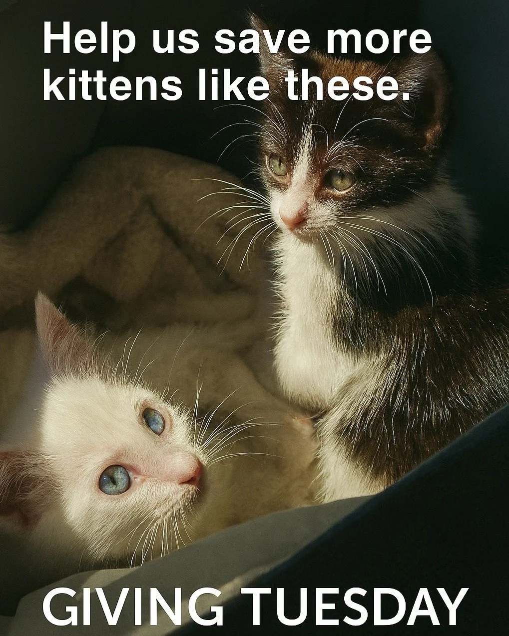 They were rescued just in time.

This #GivingTuesday, help us save more lives like theirs. Every dollar goes directly to rescue, treatment, and care.

💙 https://www.thetnrproject.org/donate