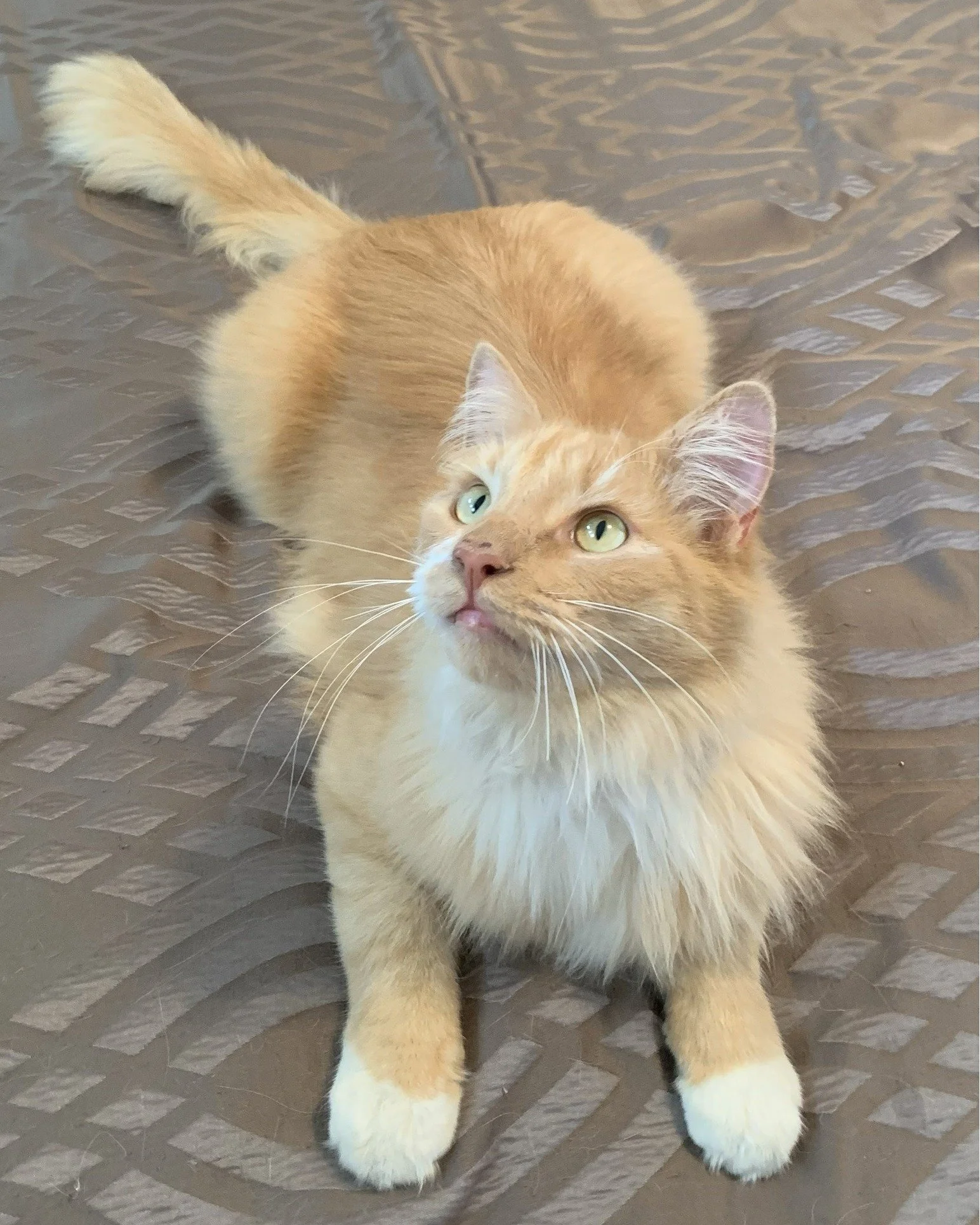 * COURTESY POST FOR INDEPENDENT TRAPPER/FOSTER/ADOPTER:

Mango is a large handsome boy.  He is very active, loves to play with his cat wand toy, loves to run and jump and is a very curious cat.  He comes when he is called.  He is affectionate but has
