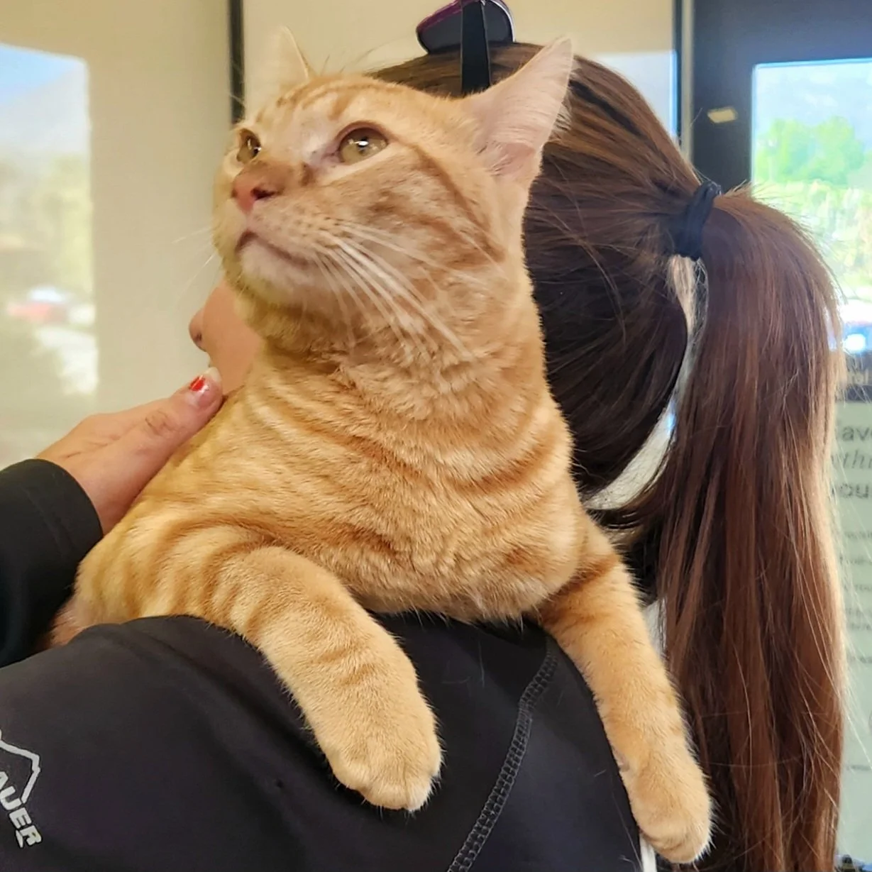Charlie the orange tabby needing knee surgery
