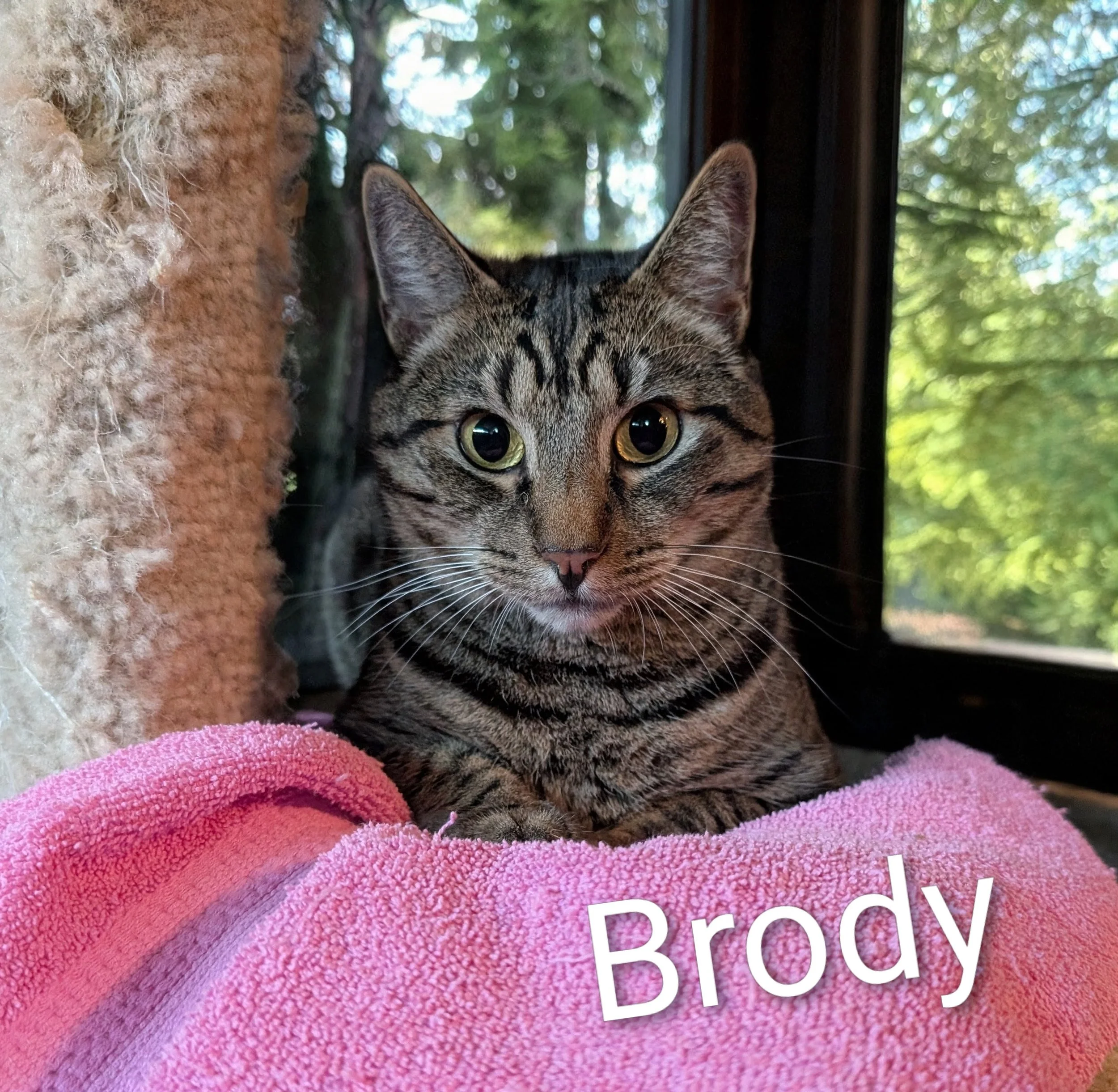 Brody