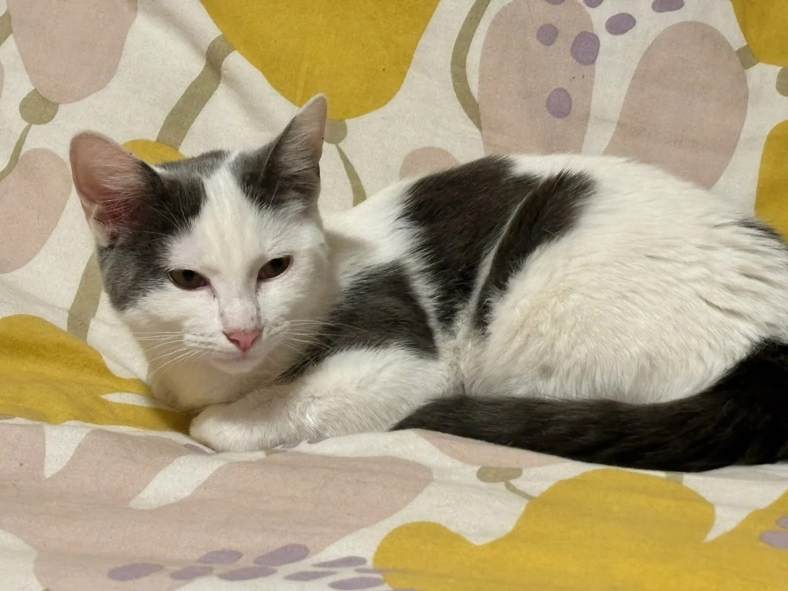 Asha