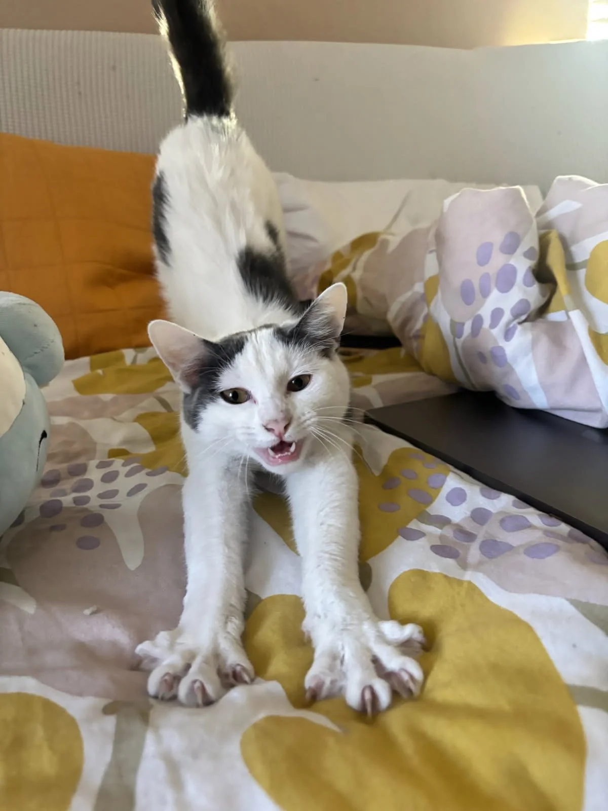 Asha Stretch.jpg