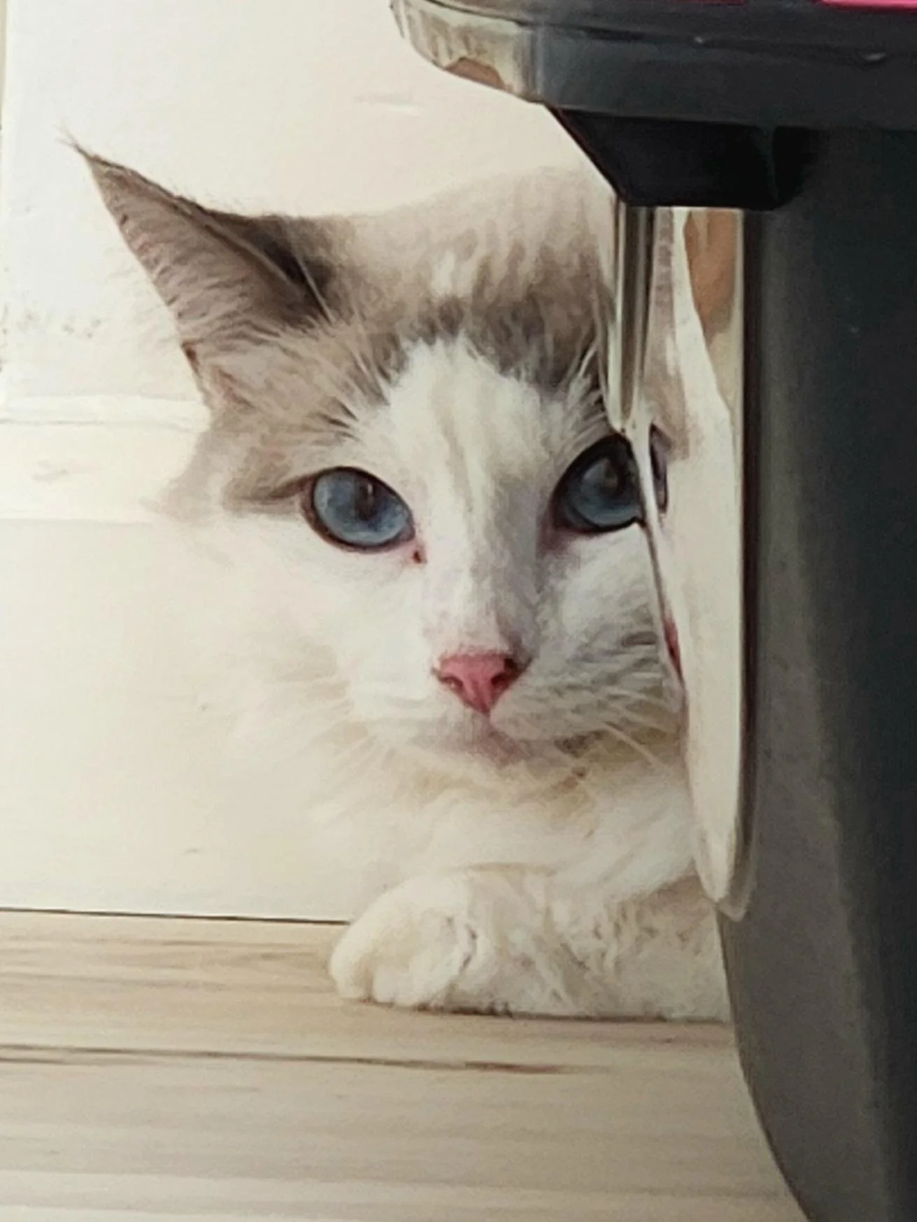 Cashmere