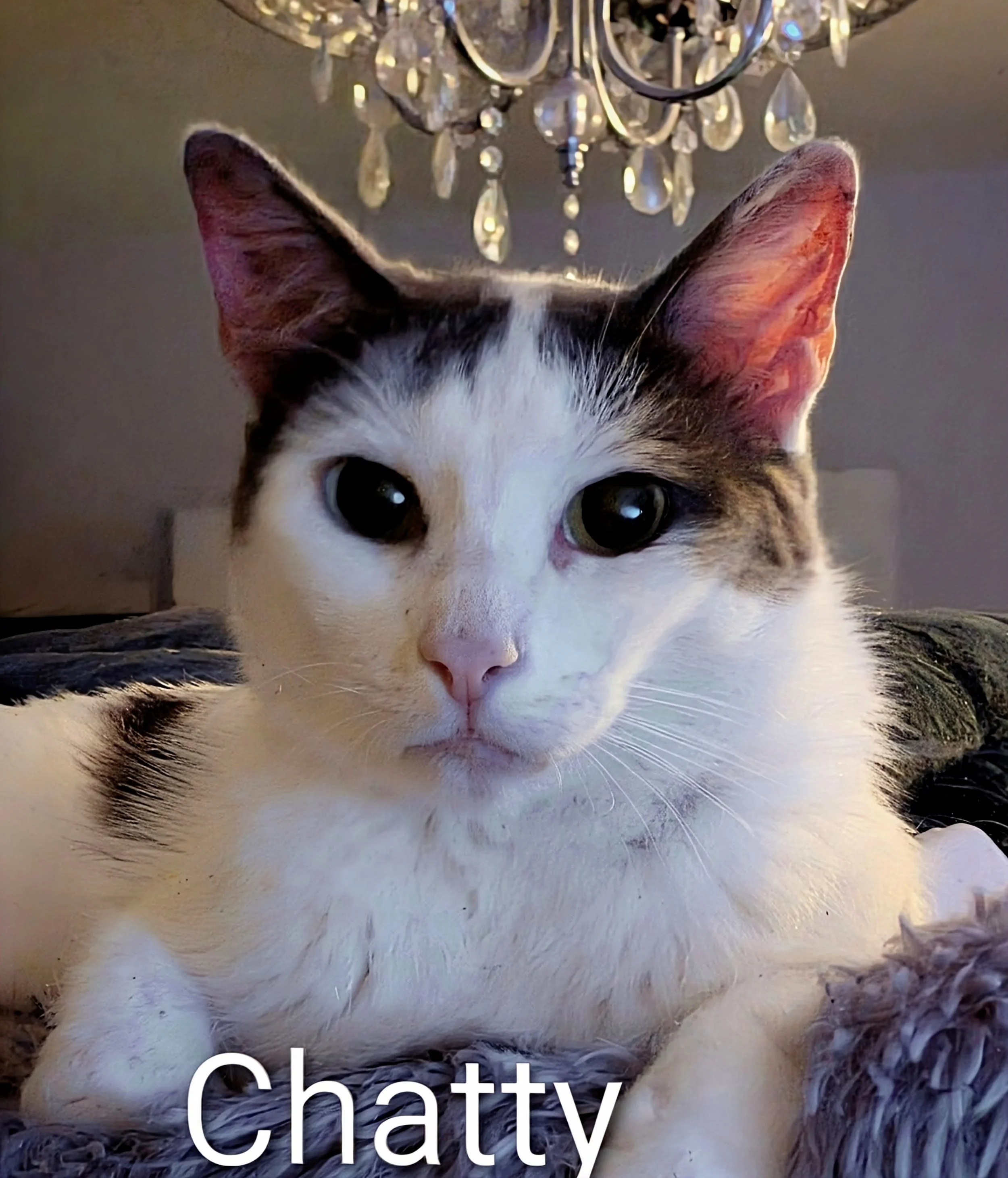 Chatty