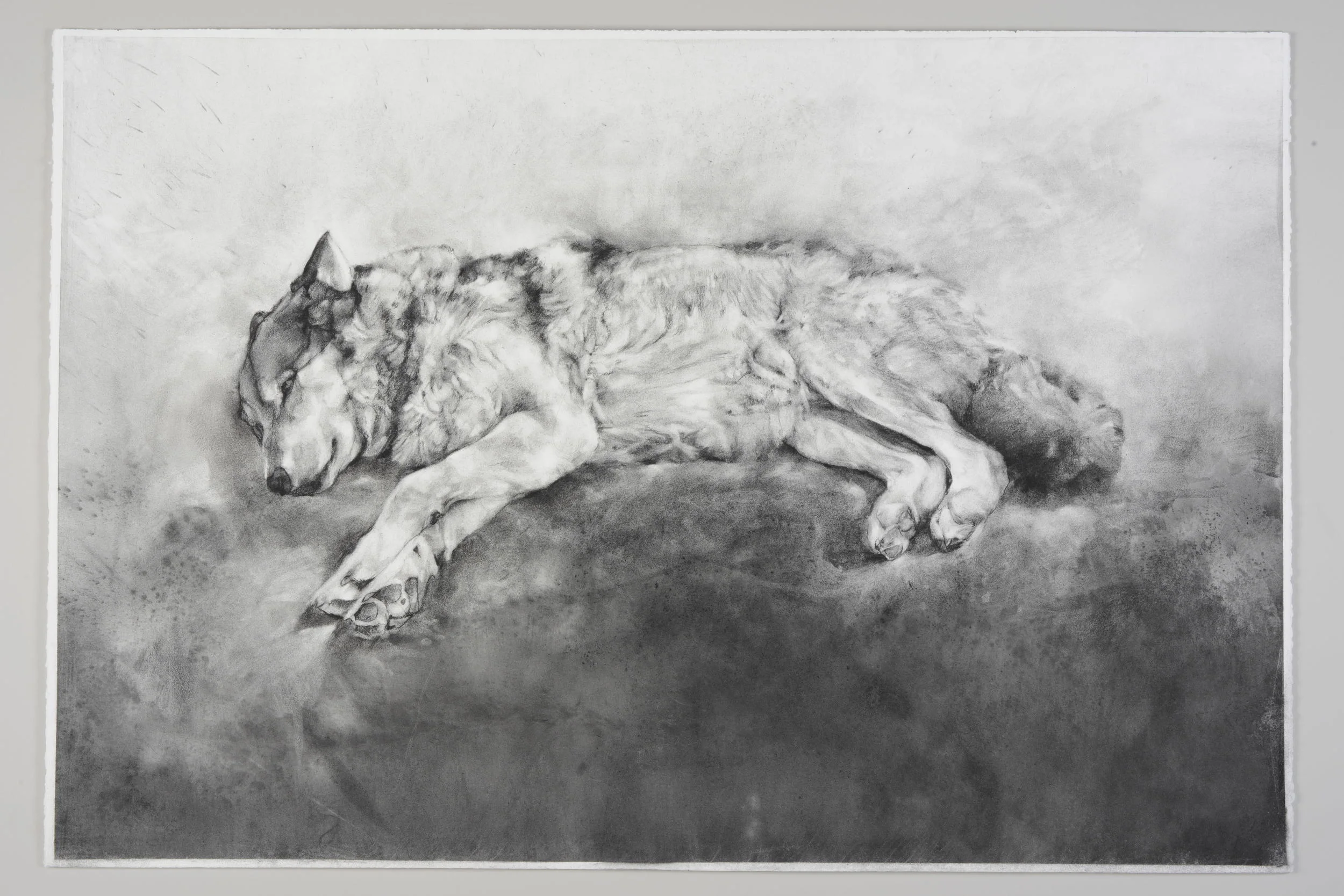 CLARE DUNNE