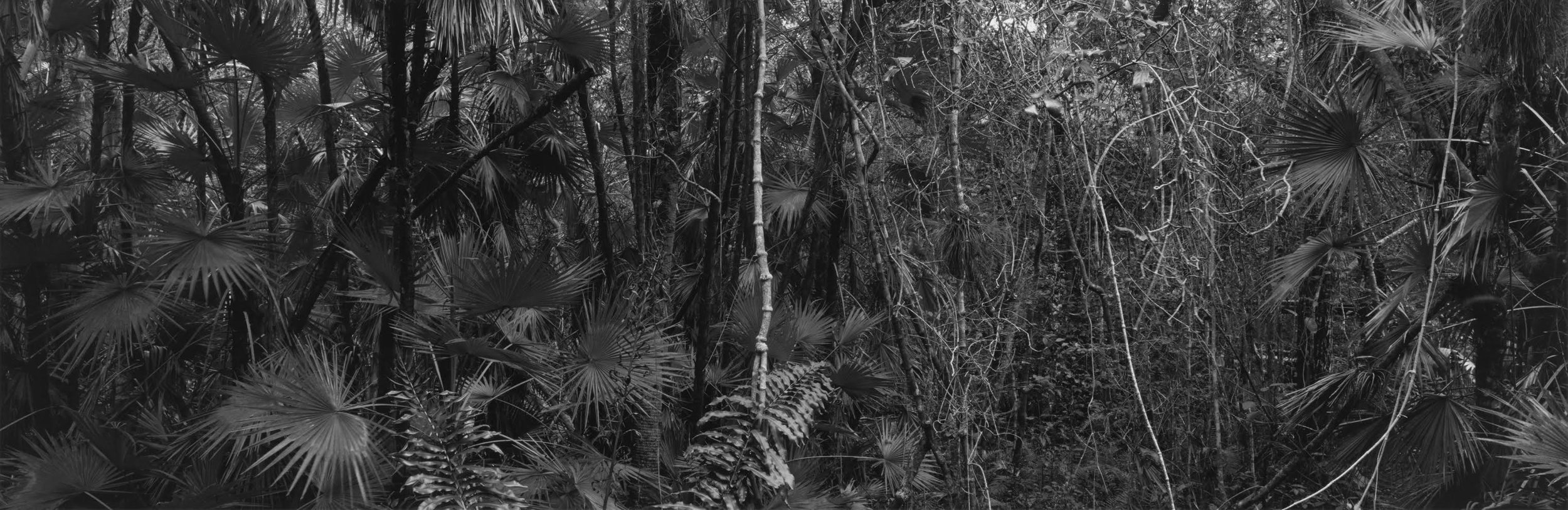 Mahogany Hammock, Everglades