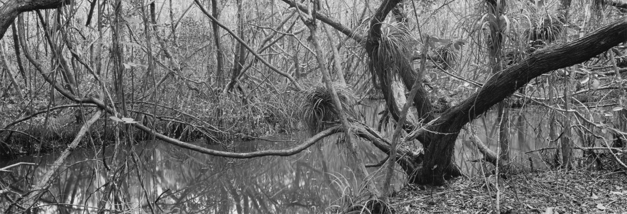 EVERGLADES: PHOTOGRAPHS BY MARY PECK