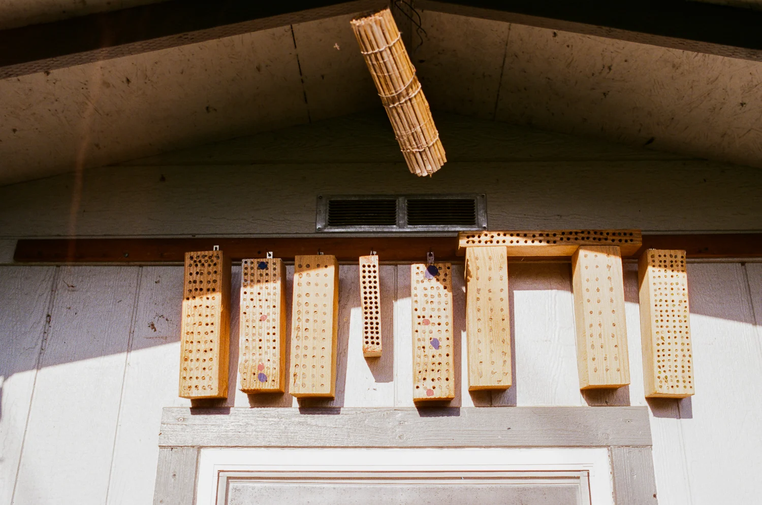mason bees