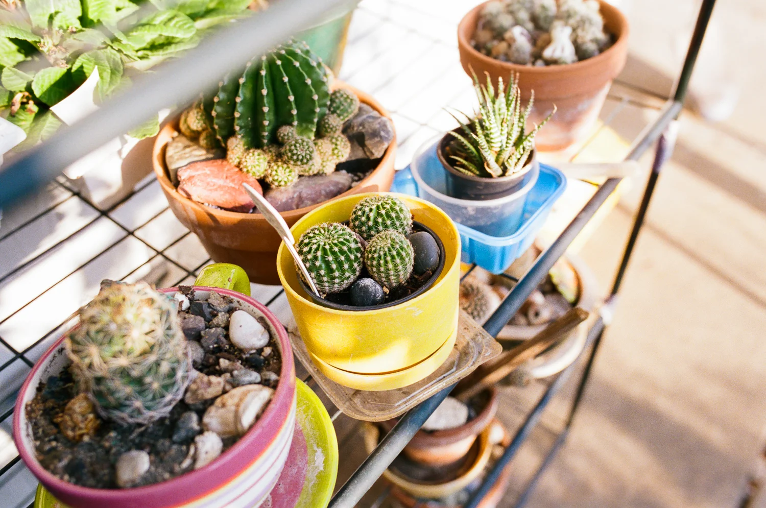 beautiful potted cactus