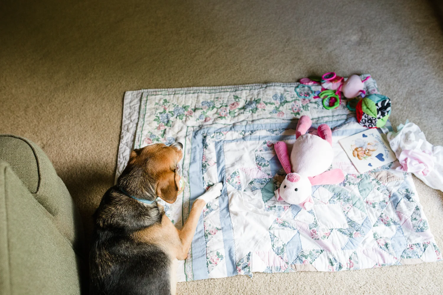 family dog laying on floor