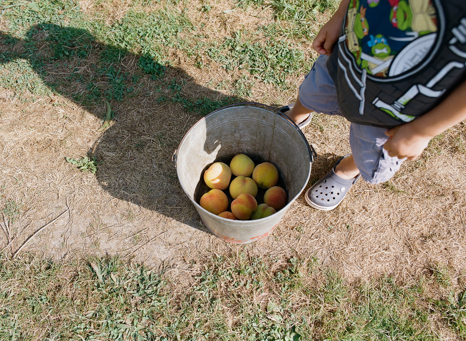 family picking fresh peaches