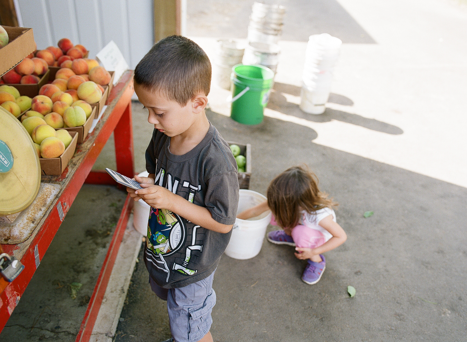 family picking fresh peaches