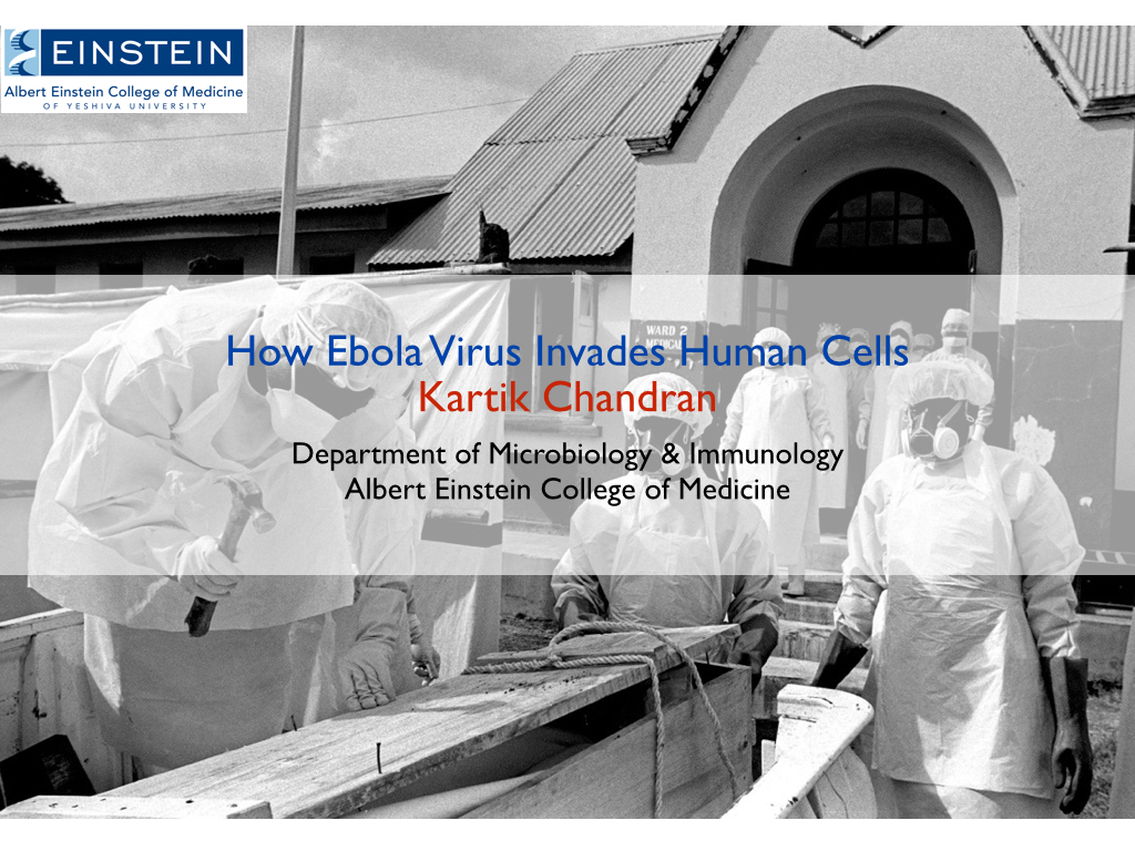 Understand How Ebola Virus Invades Cells | Nature.com | 12.17.14