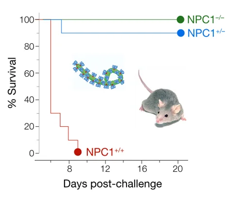 Niemann-Pick C1 Is essential for ebolavirus replication and pathogenesis in vivo