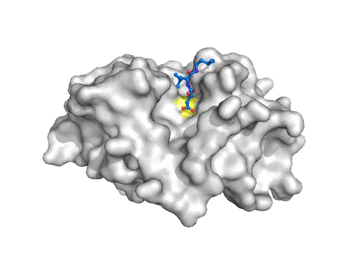 Distinct cathepsins control necrotic cell death mediated by pyroptosis inducers and lysosome-destabilizing agents