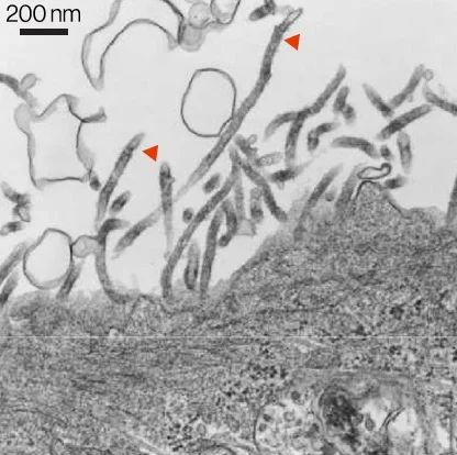 Cell entry by a novel European filovirus requires host endosomal cysteine proteases and Niemann-Pick C1