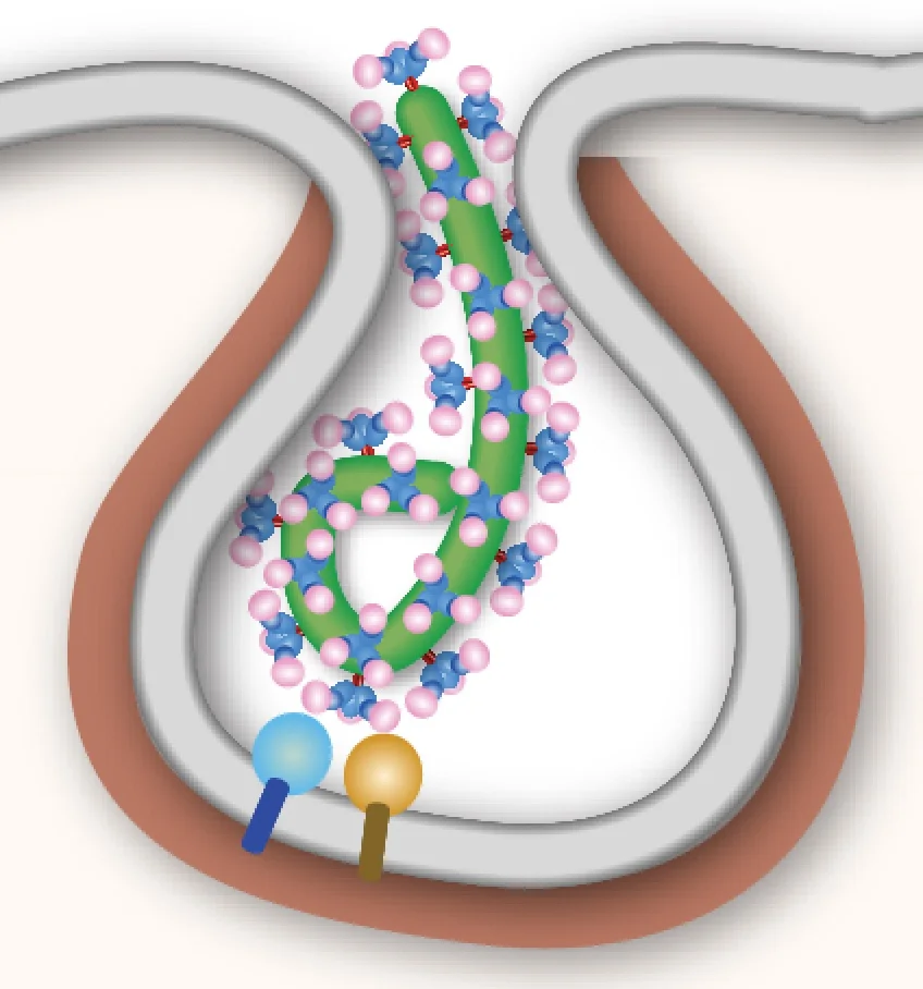 Endocytic pathways involved in filovirus entry: advances, implications and future directions