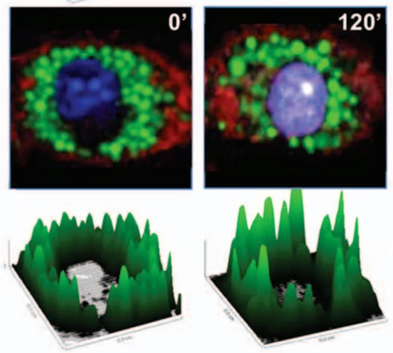Role of lysosome rupture in controlling Nlrp3 signaling and necrotic cell death