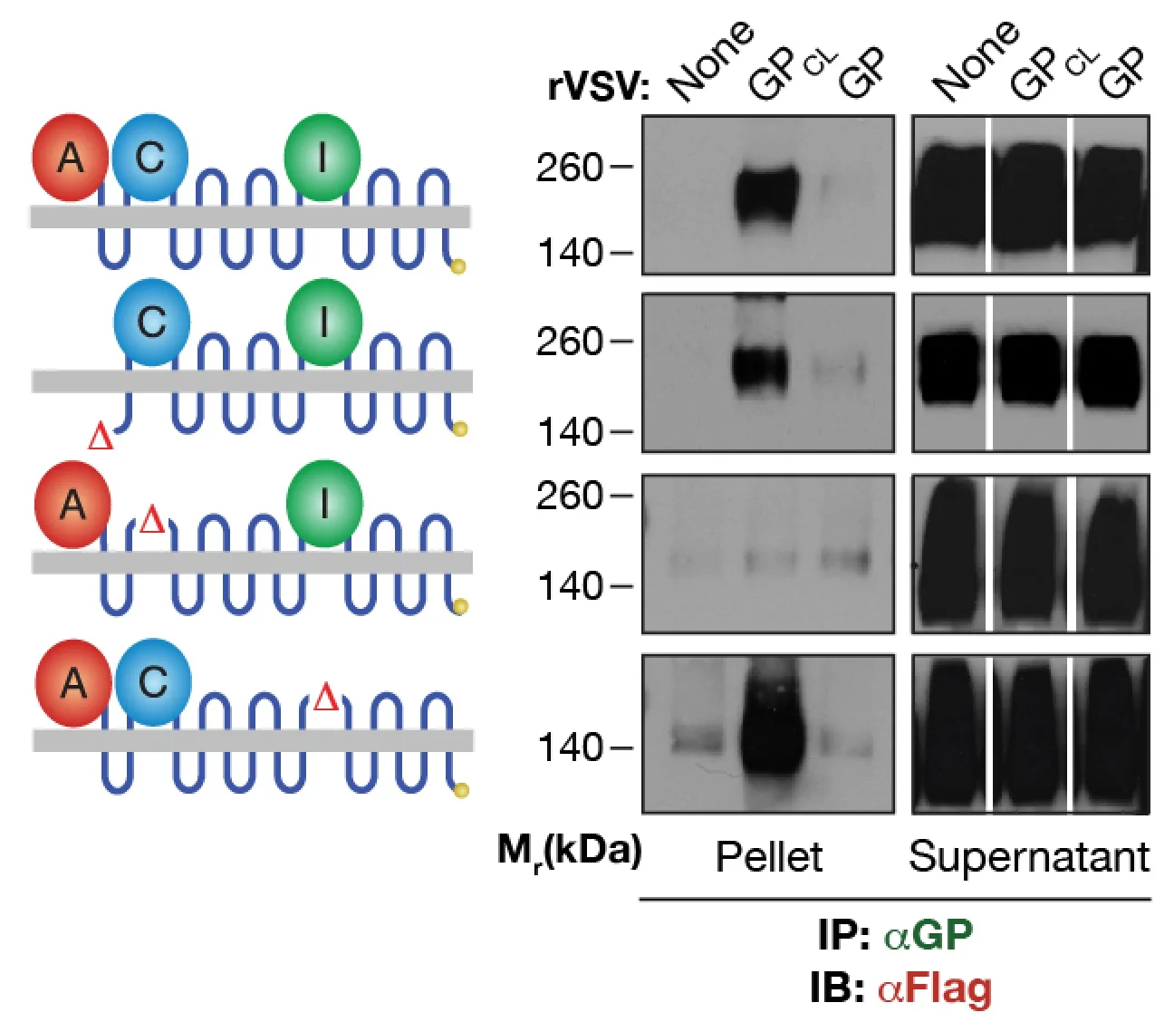 Ebola virus entry requires the host-programmed recognition of an intracellular receptor