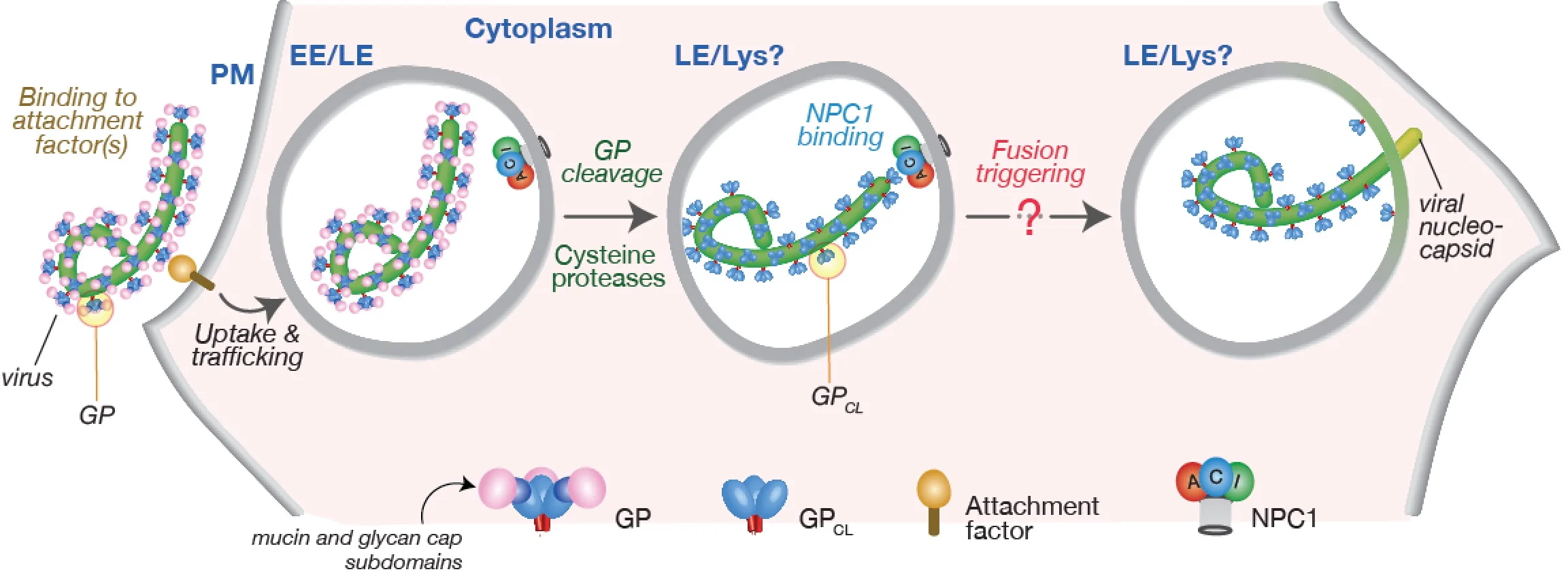 Filovirus entry into cells—new insights