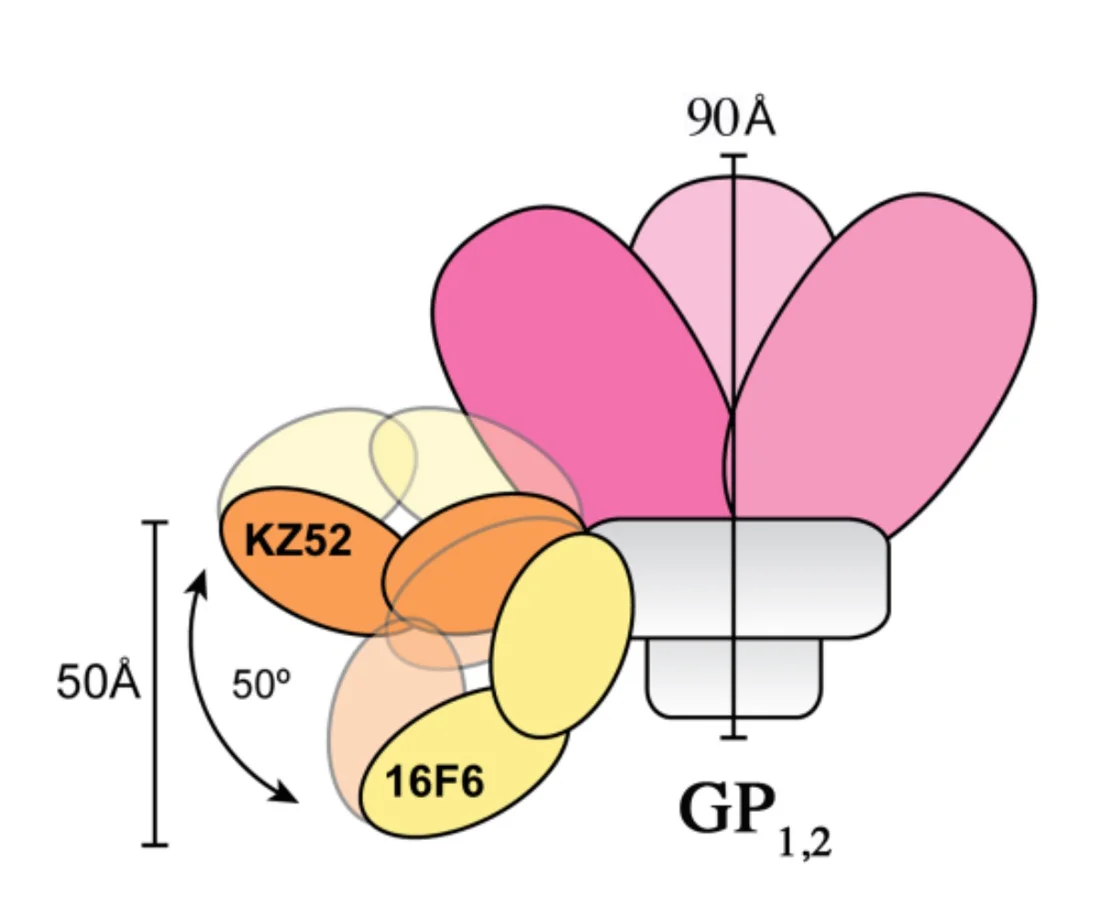 Structural basis for differential neutralization of ebolaviruses