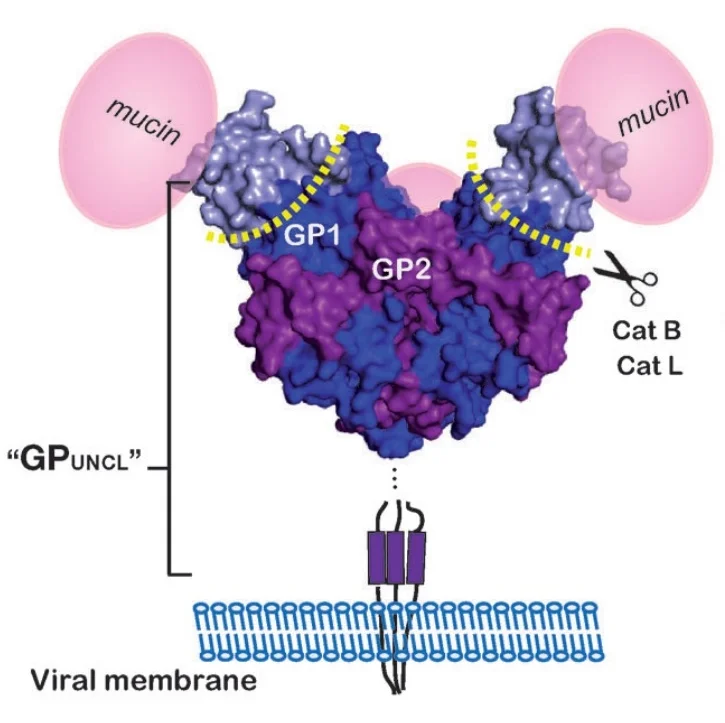 Two synthetic antibodies that recognize and neutralize distinct proteolytic forms of the Ebola virus envelope glycoprotein