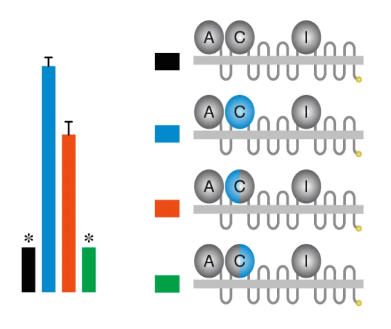 NPC1/NPC1-like1 Chimeras Define Sequences Critical for NPC1’s Function as a Filovirus Entry Receptor