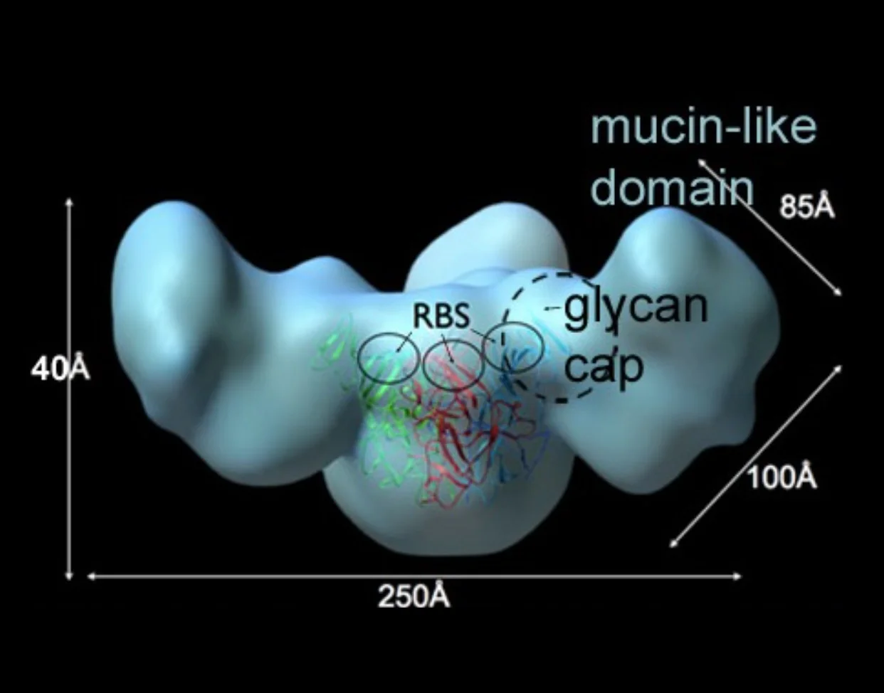 Impact of Ebola mucin-like domain on antiglycoprotein antibody responses induced by Ebola virus-like particles