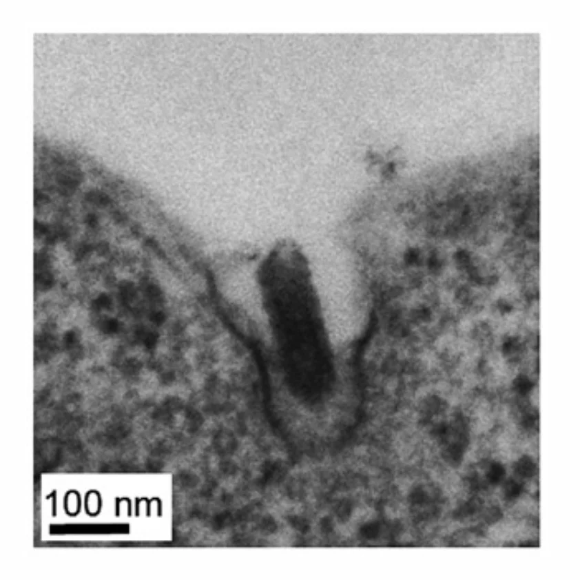The Ebola virus glycoprotein mediates entry via a non-classical dynamin-dependent macropinocytic pathway