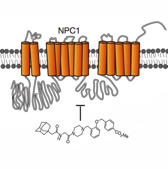 Small molecule inhibitors reveal Niemann–Pick C1 is essential for Ebola virus infection