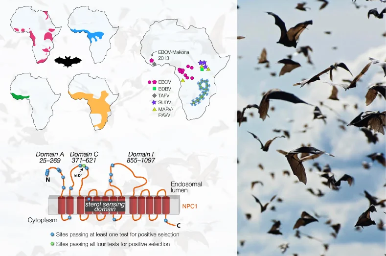 Filovirus receptor NPC1 contributes to species-specific patterns of ebolavirus susceptibility in bats