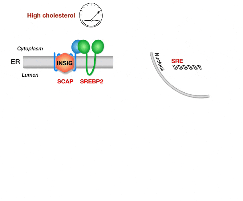 PORTIONS OF HOST CHOLESTEROL BIOSYNTHETIC (HMG-COA REDUCTASE) AND REGULATORY (SREBP) PATHWAYS ARE SHOWN. HITS IDENTIFIED IN THE HAPLOID GENETIC SCREEN ARE IN RED.