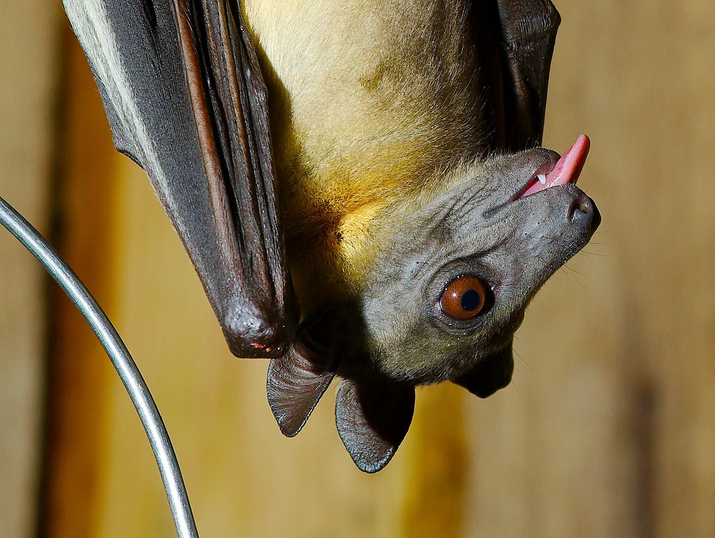 cheeky african straw-colored fruit bat, © Josh more