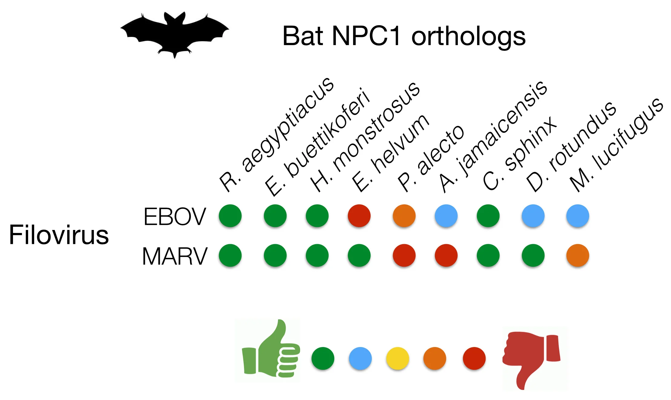 PATTERN OF EBOV (EBOLA VIRUS) AND MARV (MARBURG VIRUS) GP BINDING TO NPC1 PROTEINS DERIVED FROM DIFFERENT SPECIES OF BATS. GREEN IS GREAT BINDING, RED IS NO DETECTABLE BINDING. © KARTIK CHANDRAN