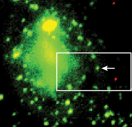 Direct Visualization of Ebola Virus Fusion Triggering in the Endocytic Pathway