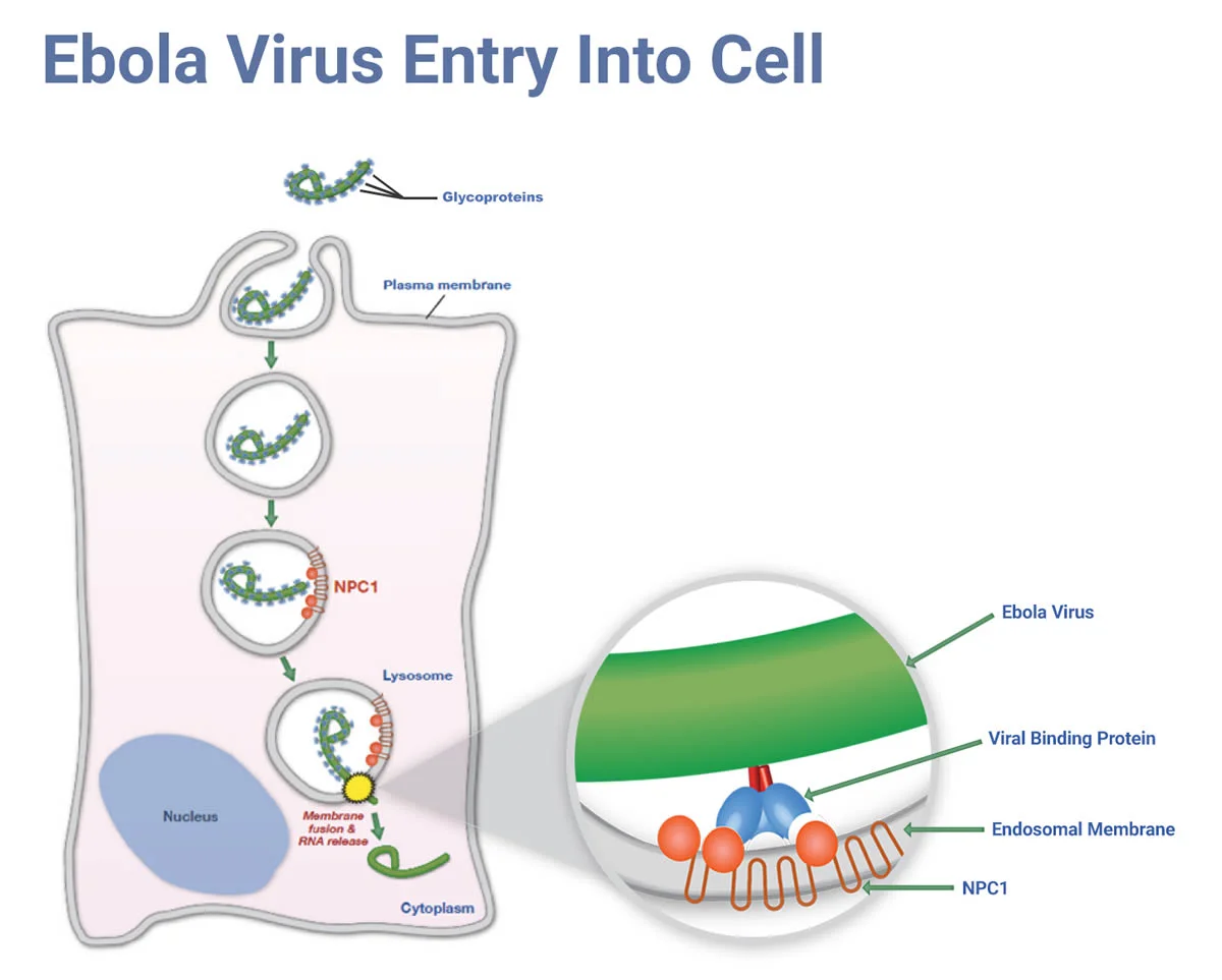 EBOLA VIRUS ENTRY INTO CELL