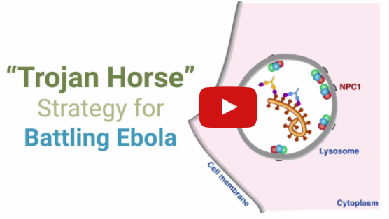 Antibody effective against all five ebolaviruses