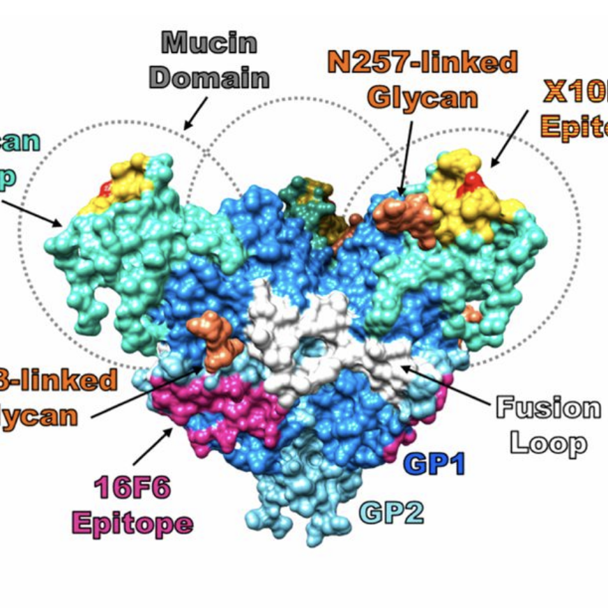 Development of an antibody cocktail for treatment of Sudan virus infection