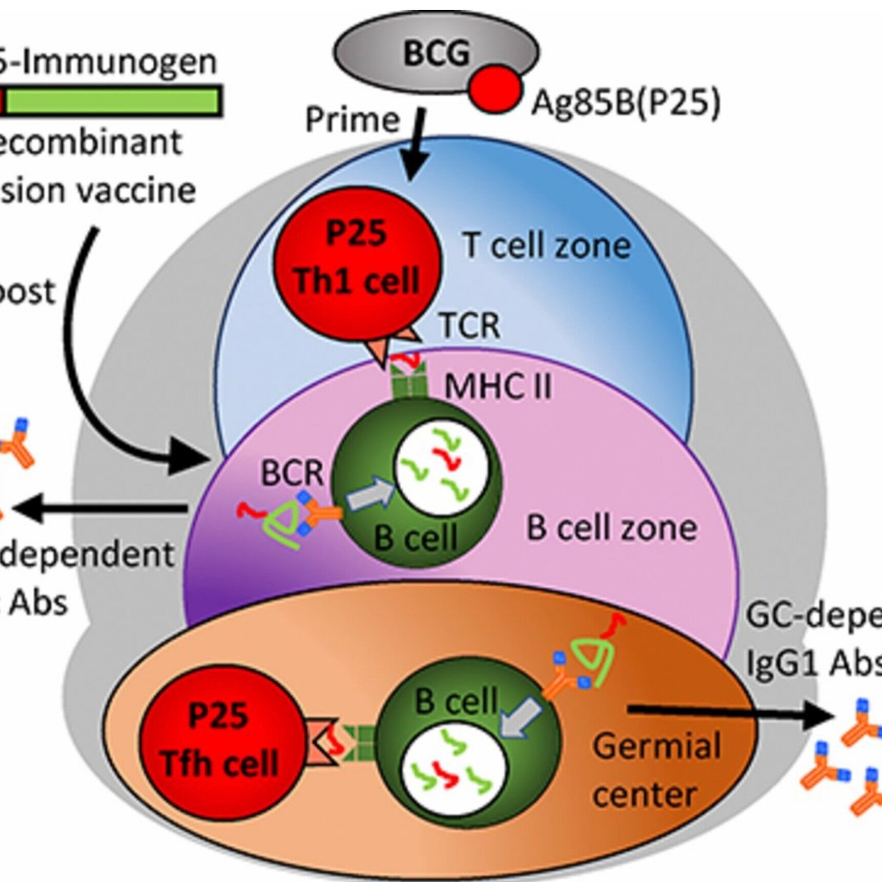 Exploiting Pre-Existing CD4&nbsp;+&nbsp;T Cell Help from Bacille Calmette-Guérin Vaccination to Improve Antiviral Antibody Responses